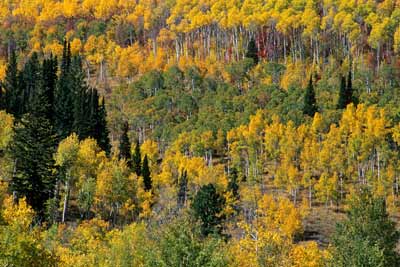 2021_Panorama of Autumn Colour